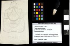 Foto (Objekt + Etiketten) von Tuberosagalathea sp. 